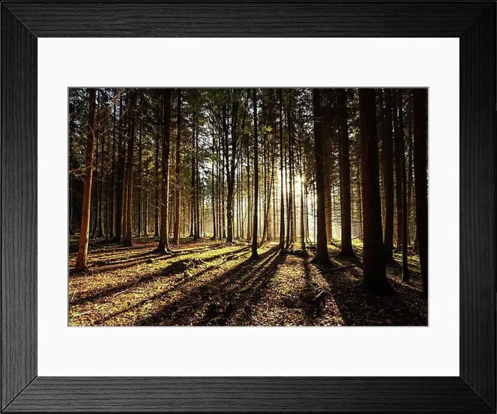 Framed Print : Autumn Forest, Morning, Black Forest, Germany, Europe Framed Print : Autumn Forest, Morning, Black Forest, Germany, Europe