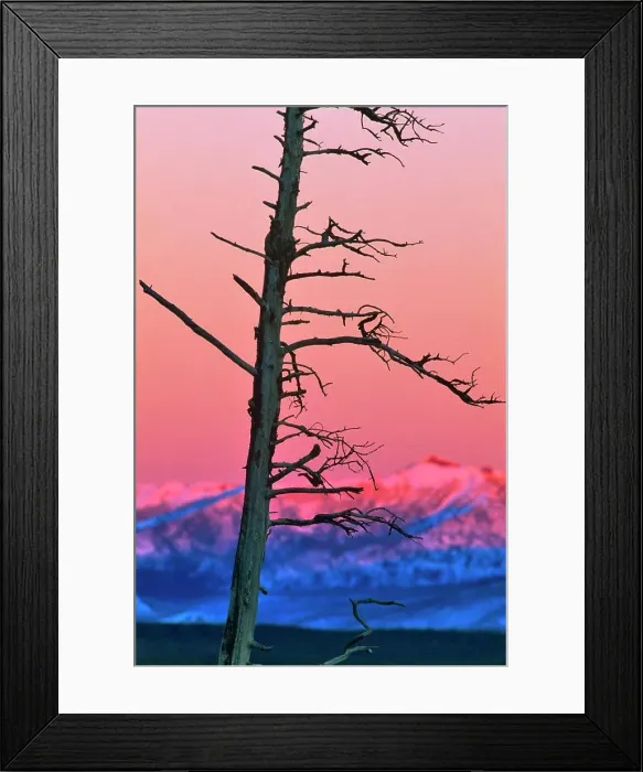 Framed Print : Tree at dusk, Yellowstone Lake, Yellowstone National Park, Wyoming, USA Framed Print : Tree at dusk, Yellowstone Lake, Yellowstone National Park, Wyoming, USA