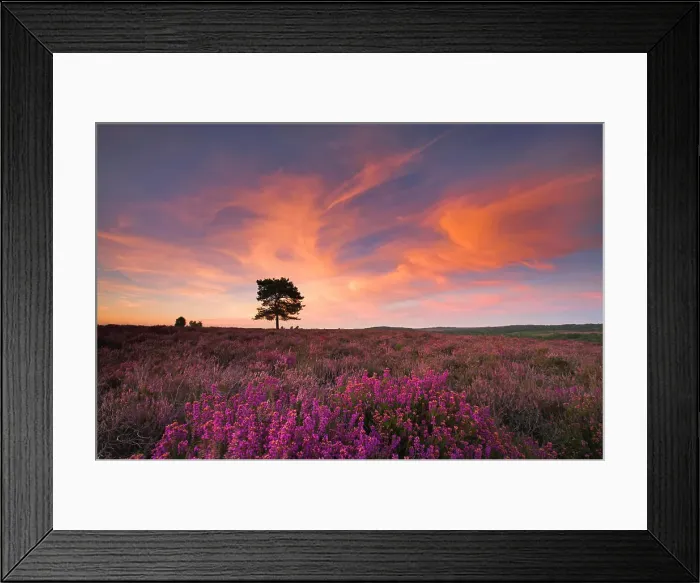 Framed Print : A summer evening on the heather carpeted New Forest heathland, Hampshire, England, United Kingdom, Europe Framed Print : A summer evening on the heather carpeted New Forest heathland, Hampshire, England, United Kingdom, Europe