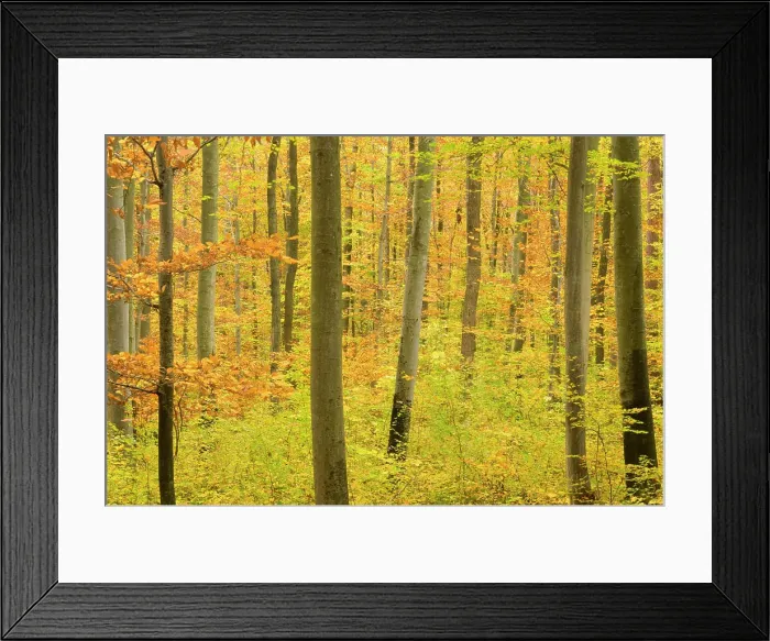 Framed Print : autumn forest - a forest in brightly coloured autumn foliage ranging from green to yellow and orange Framed Print : autumn forest - a forest in brightly coloured autumn foliage ranging from green to yellow and orange