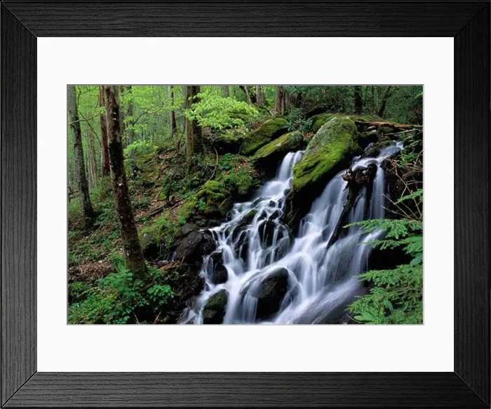 Framed Print : A seasonal waterfall surging with spring runoff through rich spring foliage Framed Print : A seasonal waterfall surging with spring runoff through rich spring foliage