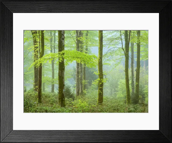 Framed Print : Misty morning in spring in a deciduous woodland, Bodmin, Cornwall, England, United Kingdom, Europe