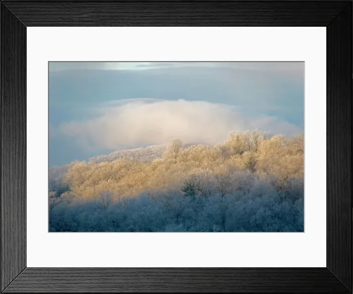 Framed Print : Rime ice covers trees with sunlight and blue shadows Framed Print : Rime ice covers trees with sunlight and blue shadows