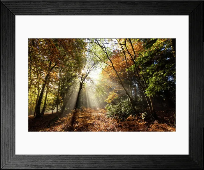 Framed Print : Sunbeams bursting through misty autumnal woodland, Limpsfield Chart, Oxted, Surrey, England, United Kingdom, Europe Framed Print : Sunbeams bursting through misty autumnal woodland, Limpsfield Chart, Oxted, Surrey, England, United Kingdom, Europe