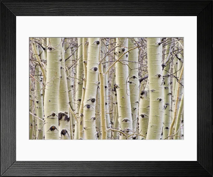 Framed Print : Aspen trees in winter; Hart Mountain National Antelope Refuge, Oregon Framed Print : Aspen trees in winter; Hart Mountain National Antelope Refuge, Oregon
