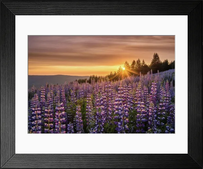 Framed Print : Lupine at Dolason Prairie, Redwoods State and National Parks, California