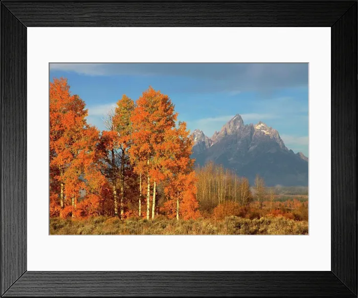 Framed Print : Teton Range above Aspen Stand, Grand Teton National Park, Wyoming