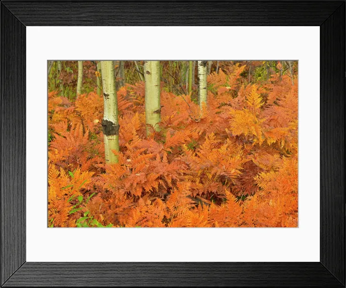 Framed Print : Bracken ferns (Pteridium aquilinum) and aspen tree (Populus tremuloides) trunks in autumn Framed Print : Bracken ferns (Pteridium aquilinum) and aspen tree (Populus tremuloides) trunks in autumn