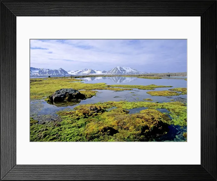 Framed Print : Tundra lake surrounded by mosses, Kongsfjorden, Svalbard Archipelago, Arctic Norway Framed Print : Tundra lake surrounded by mosses, Kongsfjorden, Svalbard Archipelago, Arctic Norway