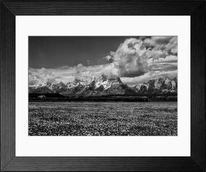 Framed Print : USA, WYOMING, GRAND TETON NATIONAL PARK, TETON RANGE, PASTURE WITH DANDELIONS IN FOREGROUND Framed Print : USA, WYOMING, GRAND TETON NATIONAL PARK, TETON RANGE, PASTURE WITH DANDELIONS IN FOREGROUND