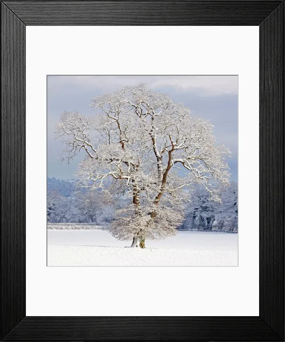 Framed Print : Mature Oak Tree - covered in winter snow (Quercus sp). Herefordshire - UK