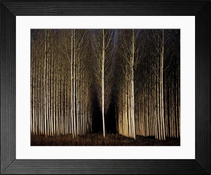 Framed Print : A forest of poplars at Geria, Coimbra, Portugal