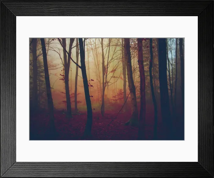 Framed Print : Forest in the autumn days