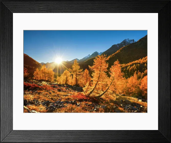 Framed Print : Larches in autumn. Fafleralp, Loetschental. Valais, Switzerland Framed Print : Larches in autumn. Fafleralp, Loetschental. Valais, Switzerland