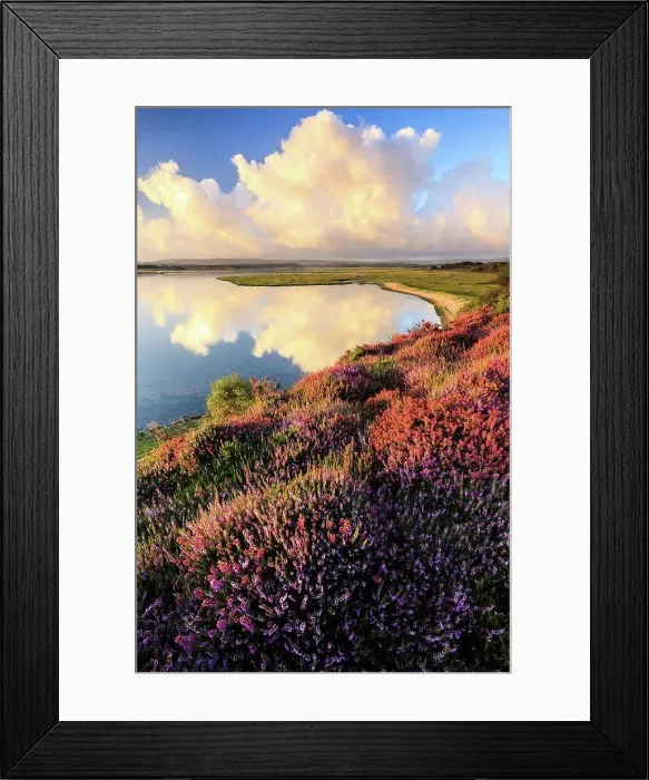 Framed Print : England, Dorset, Arne. Heather at the RSPB nature reserve at Arne near Wareham