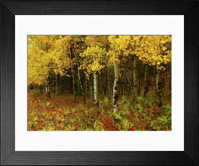 Framed Print : Fall Color and Aspens Along Highway 1 in Canmore Alberta Canada Framed Print : Fall Color and Aspens Along Highway 1 in Canmore Alberta Canada