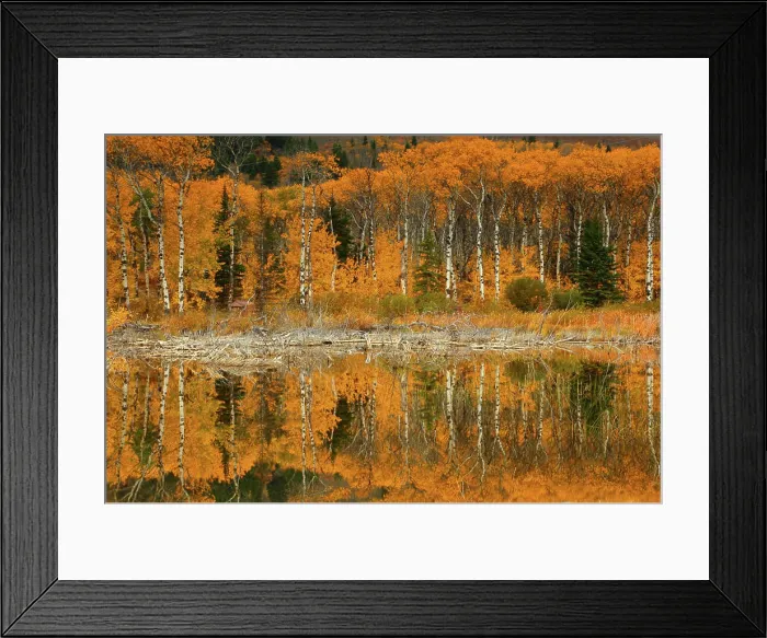 Framed Print : Fall Color and Aspens Reflected In a Pond Near Glacier National Park in Montana Framed Print : Fall Color and Aspens Reflected In a Pond Near Glacier National Park in Montana