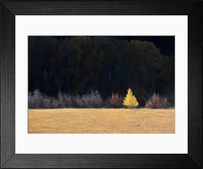 Framed Print : A single aspen tree in autumn leaf colours against a dark background Framed Print : A single aspen tree in autumn leaf colours against a dark background
