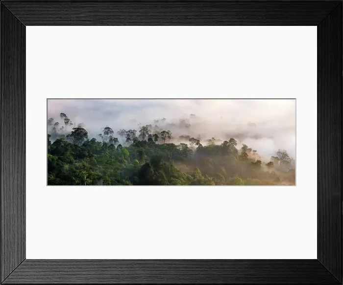 Framed Print : Mist and low cloud hanging over lowland dipterocarp rainforest just after sunrise Framed Print : Mist and low cloud hanging over lowland dipterocarp rainforest just after sunrise