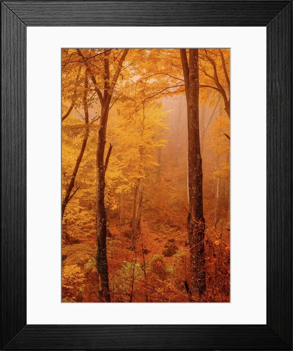 Framed Print : Forest with autumn colors among fog Framed Print : Forest with autumn colors among fog