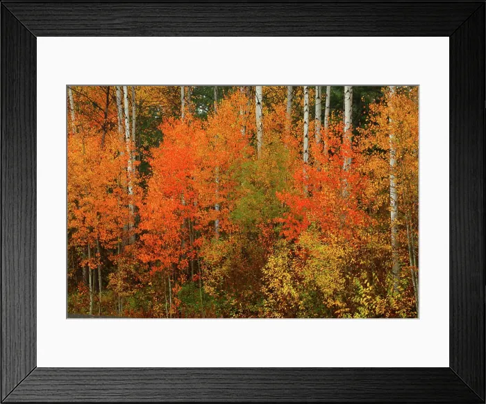 Framed Print : Fall Color and Aspens Along US Scenic Highway 2 in the Wenatchee National Forest in Washington