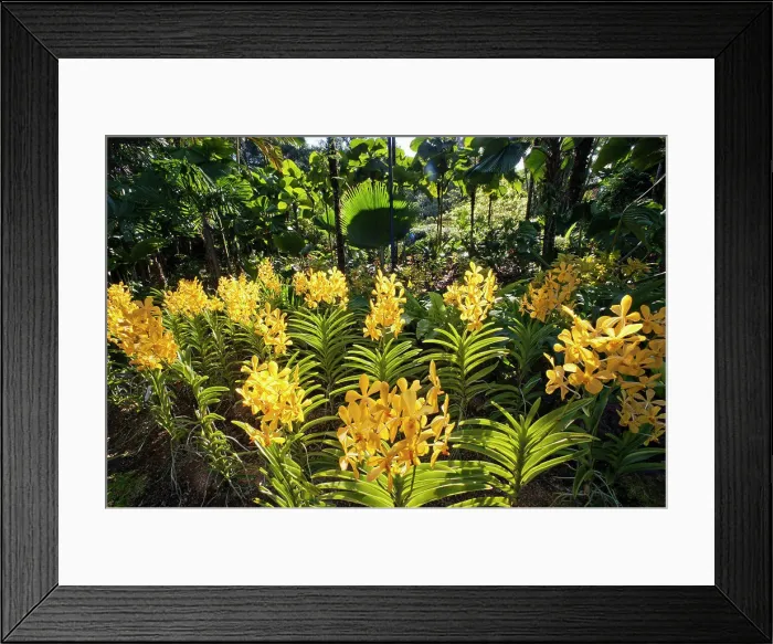 Framed Print : Orchid flowers in the Singapore Botanical Gardens, Singapore Framed Print : Orchid flowers in the Singapore Botanical Gardens, Singapore