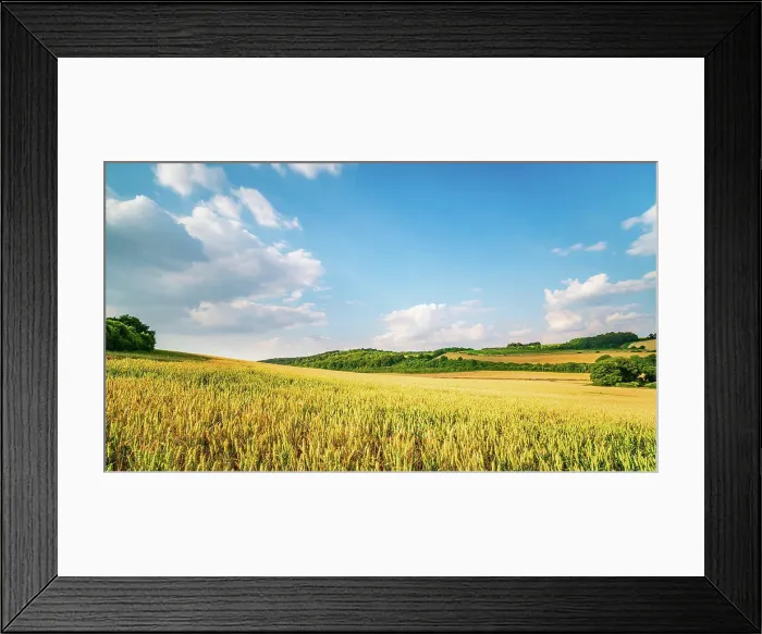 Framed Print : Fields of maize run down to the valley bottom in the Chiltern Hills Framed Print : Fields of maize run down to the valley bottom in the Chiltern Hills
