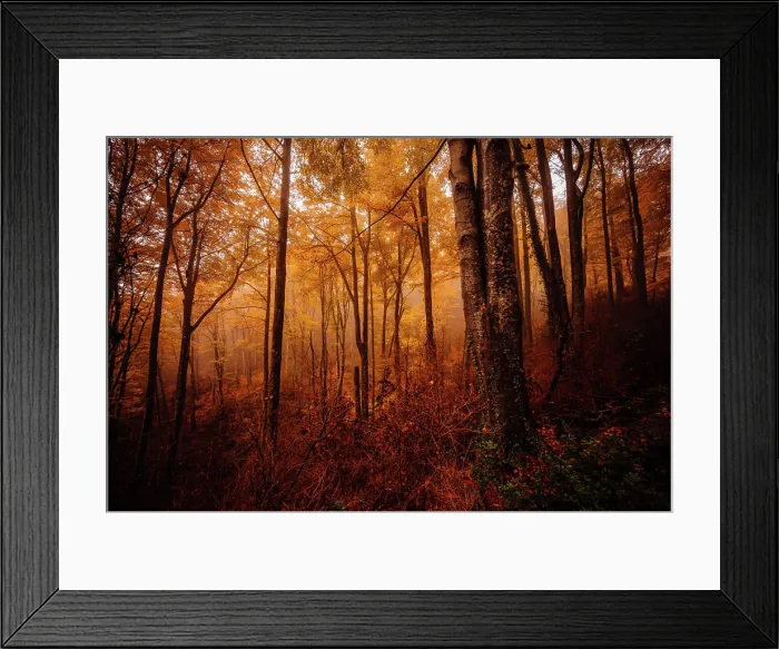 Framed Print : Forest with autumn colors among fog Framed Print : Forest with autumn colors among fog
