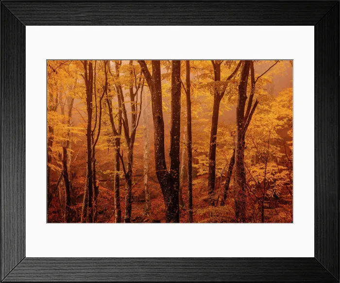 Framed Print : Forest with autumn colors among fog Framed Print : Forest with autumn colors among fog