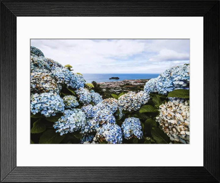 Framed Print : Blue hydrangea frame a gorgeous view of the ocean, Azores, Portugal Framed Print : Blue hydrangea frame a gorgeous view of the ocean, Azores, Portugal