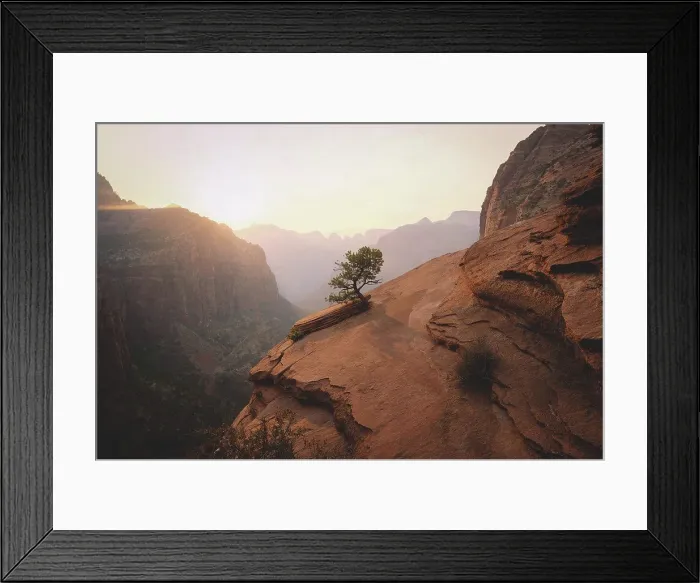 Framed Print : Lone Tree in Zion National Park at Sunset Framed Print : Lone Tree in Zion National Park at Sunset