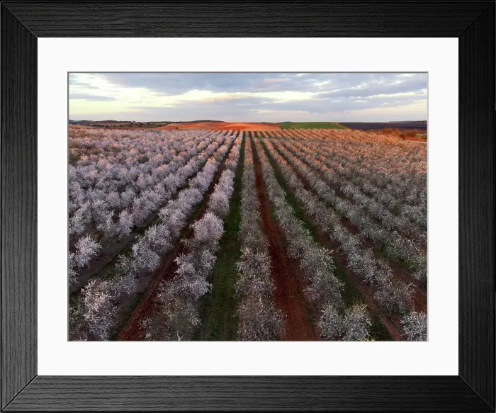 Framed Print : beautiful almond trees in alentejo in portugal Framed Print : beautiful almond trees in alentejo in portugal