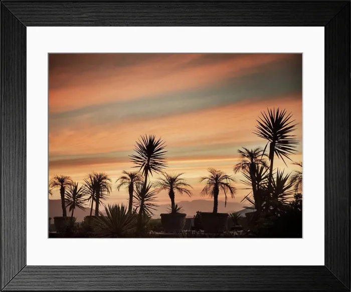 Framed Print : Sillouette of palm trees at sunset, Rio De Janeiro, Brazil Framed Print : Sillouette of palm trees at sunset, Rio De Janeiro, Brazil