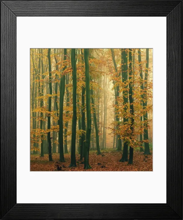 Framed Print : Forest in autumn landscape. Beautiful natural colorful background with trees Framed Print : Forest in autumn landscape. Beautiful natural colorful background with trees