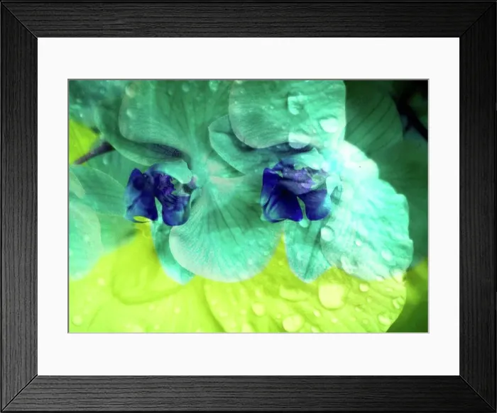 Framed Print : photomontage, orchid, flowers, detail Framed Print : photomontage, orchid, flowers, detail