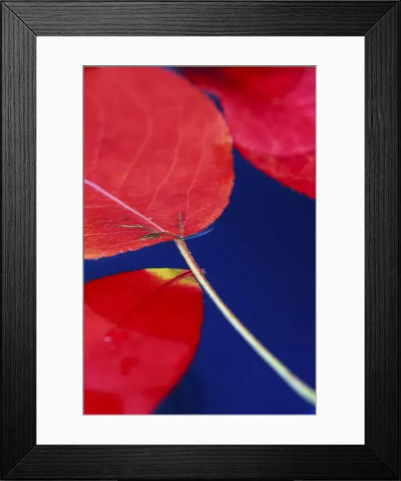 Framed Print : Colorful fall leaves floating in blue water Framed Print : Colorful fall leaves floating in blue water