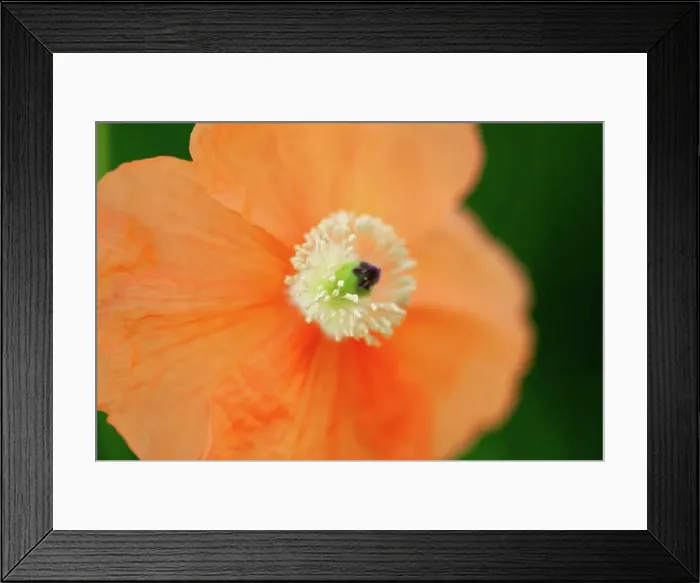 Framed Print : A closeup shot of the white stamen of a peach colored poppy flower.. Peach Poppy Stamen Framed Print : A closeup shot of the white stamen of a peach colored poppy flower.. Peach Poppy Stamen