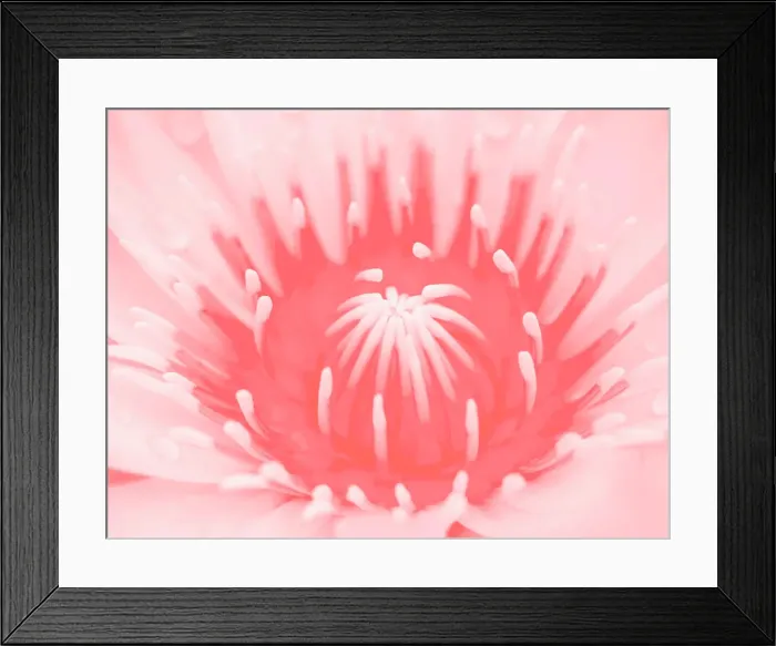 Framed Print : Macro lotus or water lily background Pantone Color of the Year 2019 Living Coral Framed Print : Macro lotus or water lily background Pantone Color of the Year 2019 Living Coral