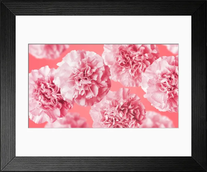 Framed Print : Carnation flowers on coral color background Framed Print : Carnation flowers on coral color background