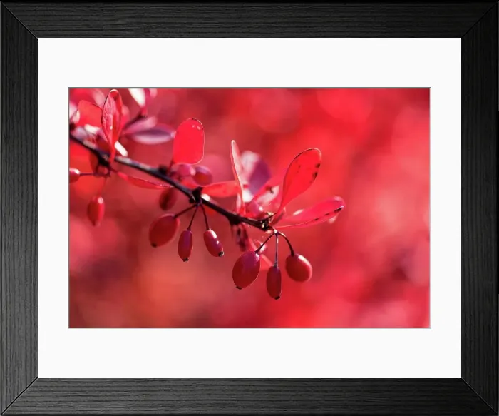 Framed Print : Red berries on the shrub in the red backlight, autumn Framed Print : Red berries on the shrub in the red backlight, autumn