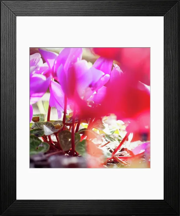 Framed Print : Vibrant magenta Cyclamen in bloom, close-up Framed Print : Vibrant magenta Cyclamen in bloom, close-up