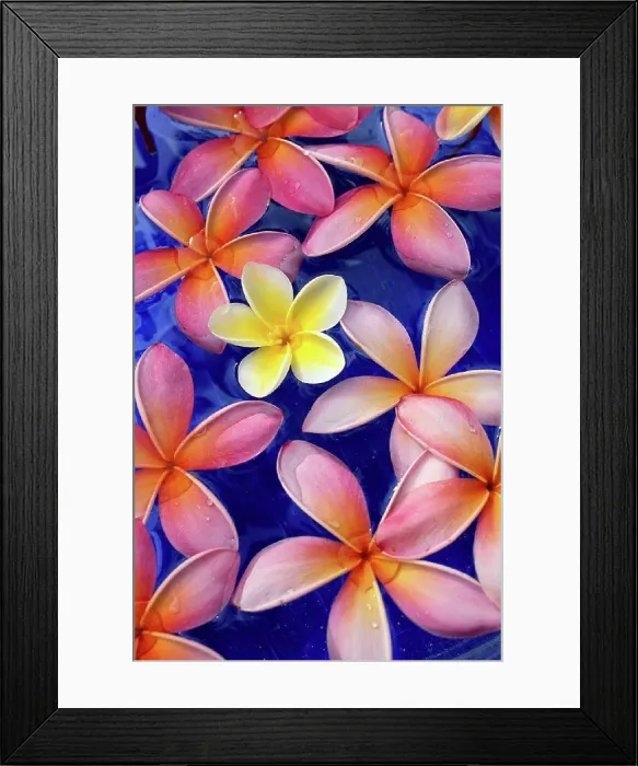 Framed Print : Studio shot of one yellow and mixed color plumeria flowers, blue background Framed Print : Studio shot of one yellow and mixed color plumeria flowers, blue background