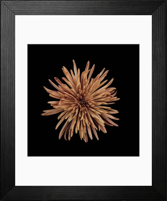 Framed Print : Studio shot of peach colored chrysanthemum