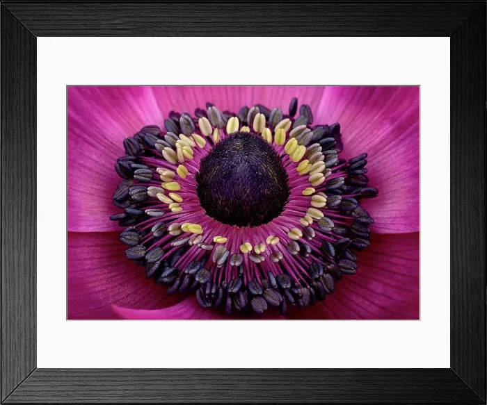 Framed Print : Part of pink anemone Framed Print : Part of pink anemone