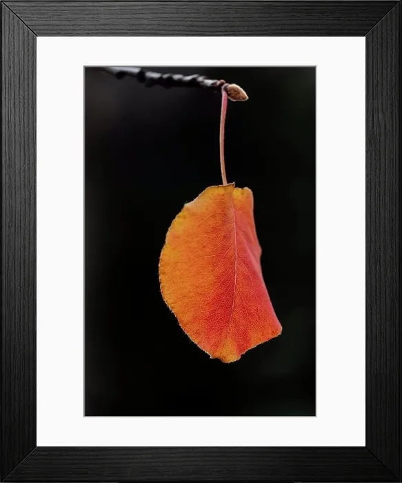 Framed Print : Orange leaf on black background