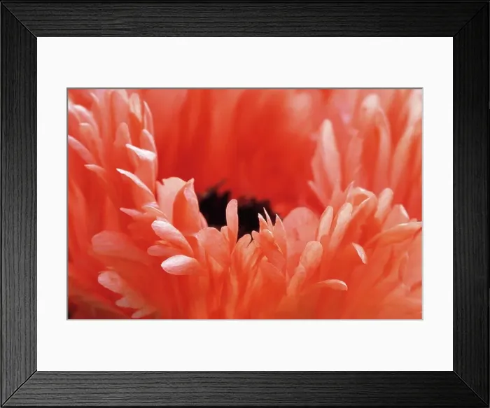 Framed Print : Papaver orientale Prinz Eugen, Poppy, Oriental poppy Framed Print : Papaver orientale Prinz Eugen, Poppy, Oriental poppy