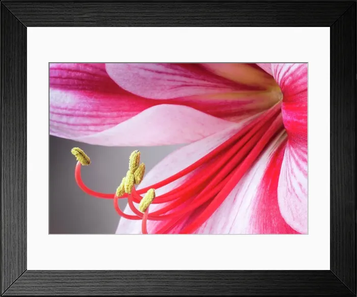 Framed Print : Amaryllis, Hippeastrum Gervase Framed Print : Amaryllis, Hippeastrum Gervase