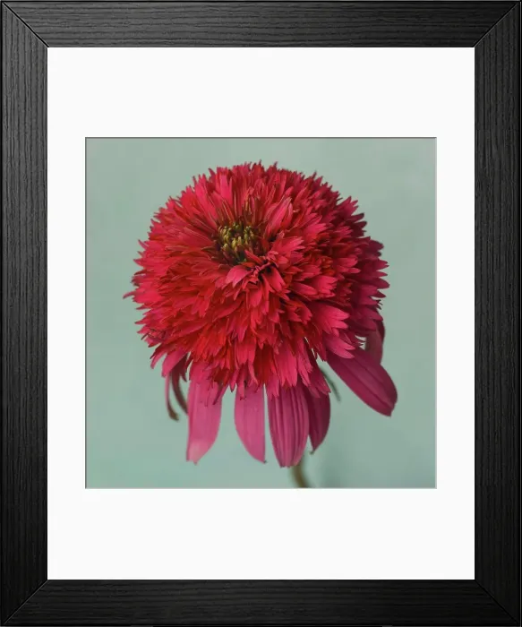 Framed Print : Red Coneflower or Echinacea against Turquoise Background