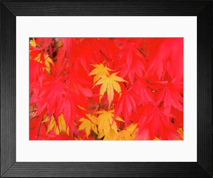 Framed Print : Close-up fall leaves