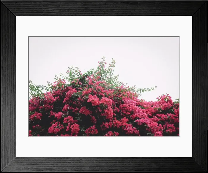 Framed Print : Pile of Pink Bougainvillea on an overcast Afternoon Framed Print : Pile of Pink Bougainvillea on an overcast Afternoon